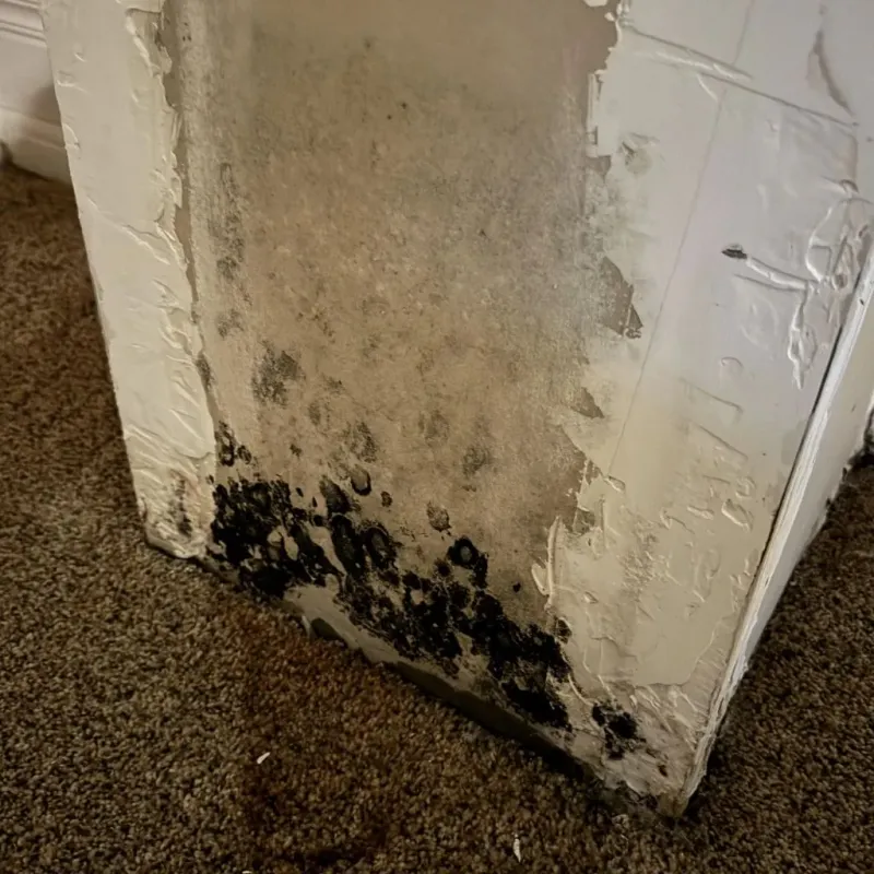 Professional Mold Removal in Twain Harte, CA